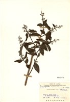 藏品(大葉溲疏)的圖片